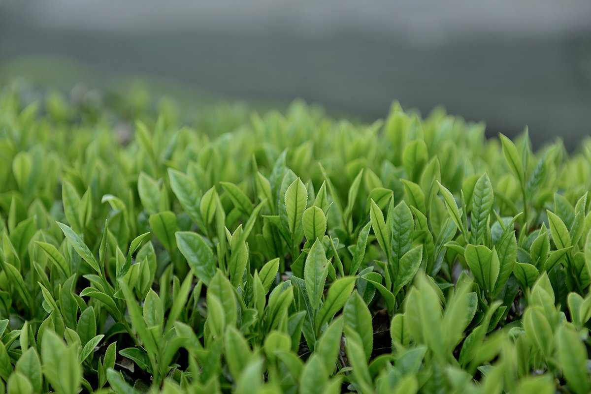 深圳VI設(shè)計(jì)  深圳VI策劃  茶查理茶業(yè)品牌形象設(shè)計(jì)  場(chǎng)景拍攝